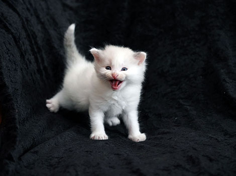 Wotan am 24. September 2022
